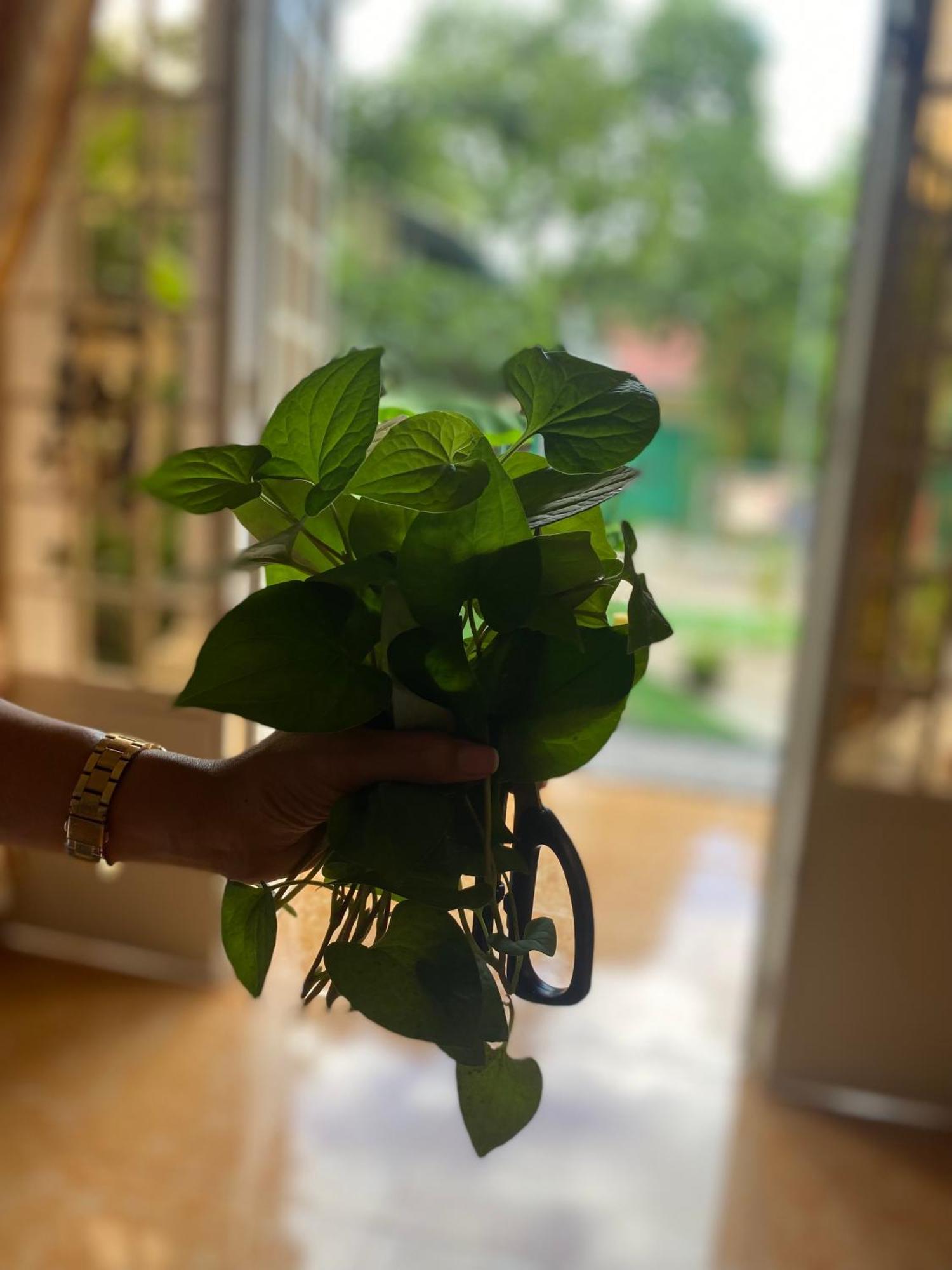 Bloom Garden Bed & Breakfast 시엠리아프 외부 사진